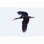 Schwarzstorch 20160605 Schwarzstorch 20160605 DSC06864 (1).jpg